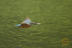 Eisvogel