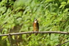 Eisvogel