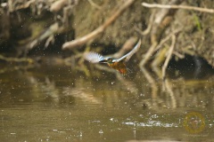 Eisvogel