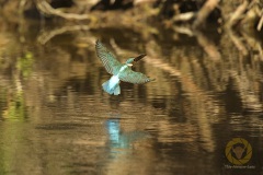 Eisvogel