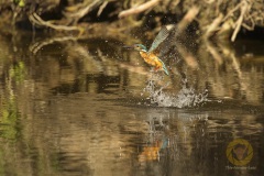 Eisvogel, keine erfolglose Jagd, sondern Baden