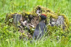 Schwarzspecht im Wisentgehege Springe