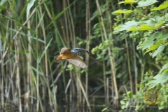 Eisvogel