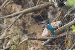 Eisvogel