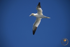 1_NLE5477