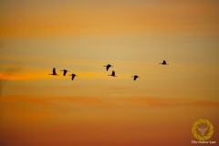 Kraniche beim Flug an die Übernachtsplätze