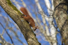 Eichhörnchen im Wildpark Schorfheide