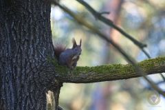 Eichhörnchen im Wildpark Schorfheide