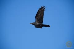 Kolkrabe.  Wildlife im Wildpark Schorfheide