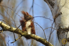 Eichhörnchen. Wildlife im Wildpark Schorfheide
