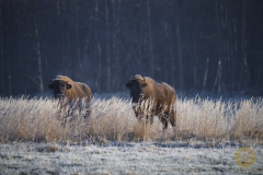 Wisente im Wildpark Schorfheide