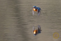 Eisvogel