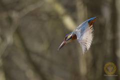 Eisvogel