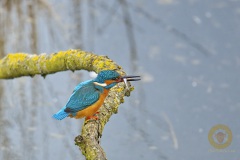 Eisvogel