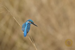 Eisvogel