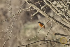 Eisvogel
