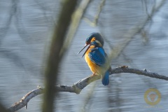 Eisvogel