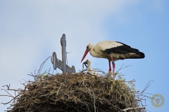 Ministorch verschlingt Ringelnatter