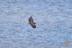 Seeadler am Gülper See