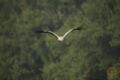 Weißstorch an der Elbe bei Tangermünde