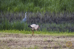 Weißstorch an der Elbe bei Tangermünde