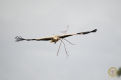 Weißstorch an der Elbe bei Tangermünde