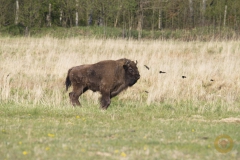 LC Wisent Bällani im Wildpark Schorfheide