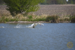 Höckerschwan