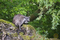 Wiaschbär am Gülper See