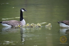 Nachwuchs bei den wild lebenden Kanadagänsen im Wisentgehege