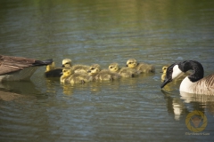 Nachwuchs bei den wild lebenden Kanadagänsen im Wisentgehege