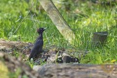 Schwarzspecht im Wisentgehege Springe