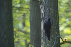 Schwarzspecht im Wisentgehege Springe