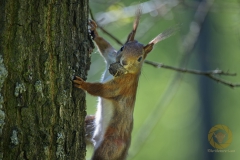 Eichhörnchen im Wisentgehege Springe