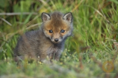 Fuchswelpen, frei im Wildpark Schorfheide