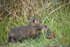 Fuchswelpen, frei im Wildpark Schorfheide