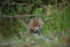 Fuchswelpen, frei im Wildpark Schorfheide