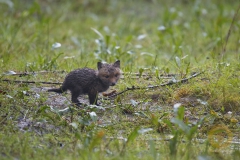 Fuchswelpen, frei im Wildpark Schorfheide