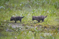 Fuchswelpen, frei im Wildpark Schorfheide
