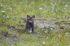 Fuchswelpen, frei im Wildpark Schorfheide