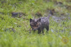 Fuchswelpen, frei im Wildpark Schorfheide