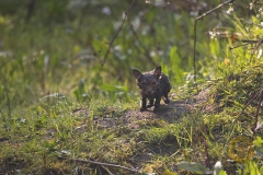 Fuchswelpen, frei im Wildpark Schorfheide