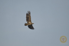 Seeadler