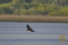 Seeadler