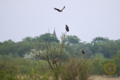 Seeadler