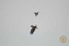 Fischadler attackiert Seeadler