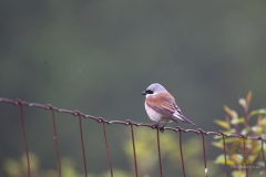 Neuntöter im Wildpark Schorfheide