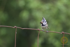 Haubenmeise im Wildpark Schorfheide