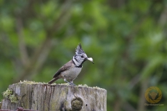Haubenmeise im Wildpark Schorfheide