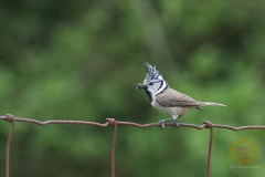 Haubenmeise im Wildpark Schorfheide